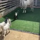 ثنيه تربع متبع بثلاثه