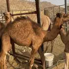 للبيع قعودين وبكره