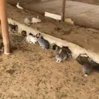 ارانب للبيع فيه 100 حبه