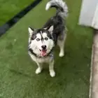 كلبه هاسكي للتزاوج