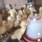 صوص بط بكيني