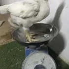 دجاج لاحم مذبوح علي الطلب