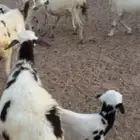 ضان متابيع ودفيع 5