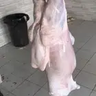 خرفان وتيوس ( يتوفر ذبح وتوصيل)