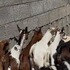 10 تيوس منادي