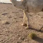 ابل