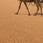 ضروبه مجهم طيبه