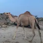 بكار اوارك
