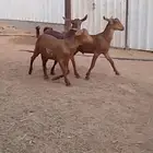 تيوس هجين بورقوت
