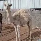 قعود