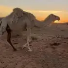 لقحات ثنتين وضح
