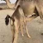 قعود لباني اثمان