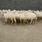 غنم ولد مراح واحد