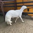 فحل مشروط