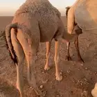 توريد حشو لبانيه