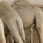 حشو مفريد. 4