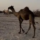 حوارة باكستانية