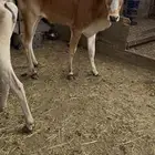 حسيله خبشه عمرها تقريبا  سنه وشهرين