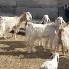 معزا وللد رغايث