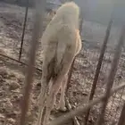 حوار لباني تم البيع