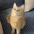 قطة للتبني الخرج