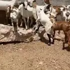 تيوس منادي فل الفللل