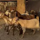 معزا بلديه كفوو