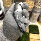 ذكر روز محللDNA
