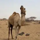 ركبي للبيع