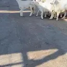 رخال حريات مقاني