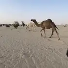 ضرايب حمر للبيع