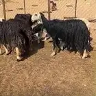 السلام عليكم غنم اللبيع