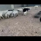 ضان متابيع ودفيع