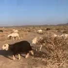 غنم مراح واحد