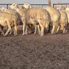 غنم حريات حرش كفو صنف نوادر فواخر للبيع