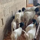 برابر متابيع