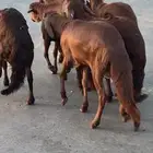 ساكني ذبايح