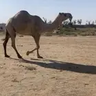 ثلاث شقح منوة القناي