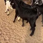 معزا مقاني جروم كفو