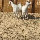 جفار سمان فل