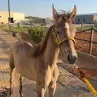 إمهار واهو للبيع