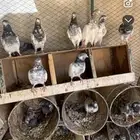 يوجد اجواز للبيع شرط صحه وانتاج طبات ابطال