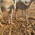 2 قعدان لبانيات بريه سمان وطيبات