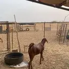 جفار فواخر دهم منوت القاني