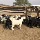تيوس بلديه عوارض و ام حايل دهم ويتوفر ( ذبح وتوصيل)