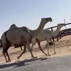 عشرا ام ثالث تحتها قعود
