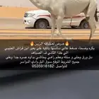 بكره وضحا كفو