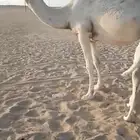 خلفه وضحا طيبه