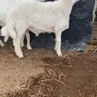 طلي حري فاخر وبره نادره ملكيه ..