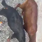 خرفان سواكني جذعان مرباه